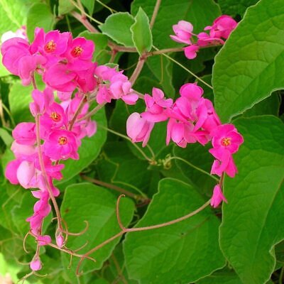 Antigonon leptopus var. pink - Coral Vine, Queen's Wreath,Coralita, Cadena de Amor, Bee Bush, San Miguelito Vine