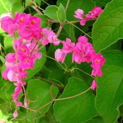 Antigonon leptopus var. pink - Coral Vine, Queen's Wreath,Coralita, Cadena de Amor, Bee Bush, San Miguelito Vine