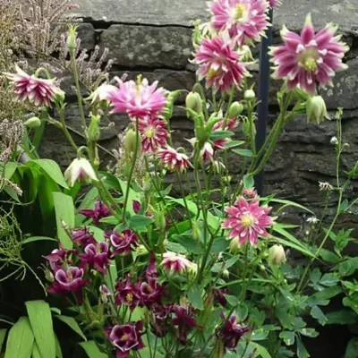 Aquilegia vulgaris var. stellata 'Nora Barlow' - Aquilegia clematis flower, Columbine Pink