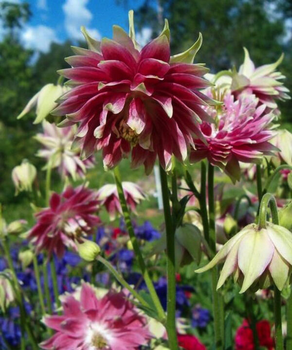 Aquilegia vulgaris var. stellata 'Nora Barlow' - Aquilegia clematis flower, Columbine Pink - Image 8