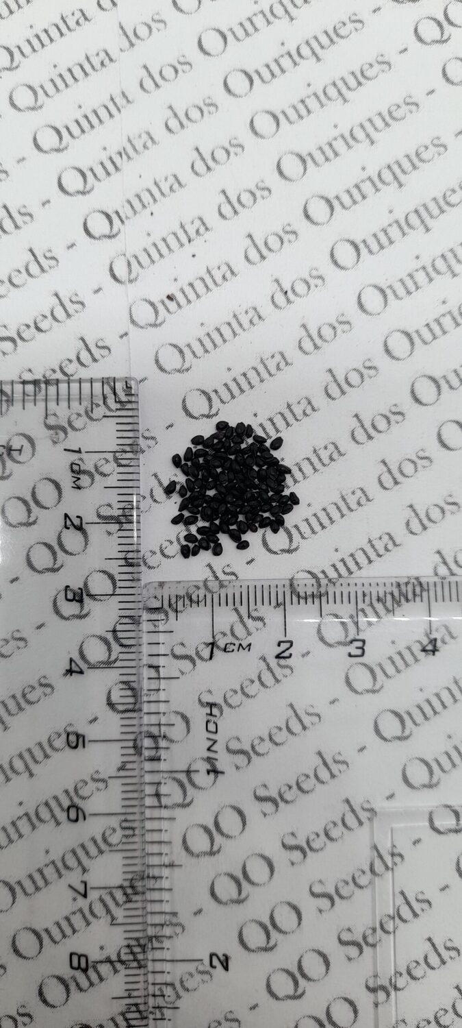 Aquilegia vulgaris var. stellata 'Nora Barlow' - Aquilegia clematis flower, Columbine Pink - Image 9