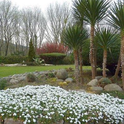 Arabis caucasica ‘Snowfix’ - Caucasus Rock Cress, Alpine Rock Cress, Wall Rock Cress, Mountain Light