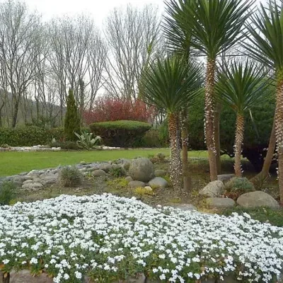 Arabis caucasica ‘Snowfix’ - Caucasus Rock Cress, Alpine Rock Cress, Wall Rock Cress, Mountain Light