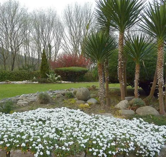 Arabis caucasica ‘Snowfix’ - Caucasus Rock Cress, Alpine Rock Cress, Wall Rock Cress, Mountain Light