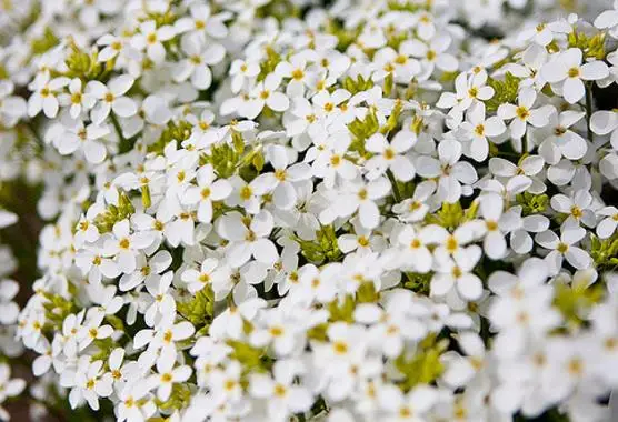 Arabis caucasica ‘Snowfix’ - Caucasus Rock Cress, Alpine Rock Cress, Wall Rock Cress, Mountain Light - Image 5