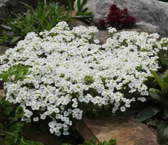 Arabis caucasica ‘Snowfix’ - Caucasus Rock Cress, Alpine Rock Cress, Wall Rock Cress, Mountain Light - Image 6