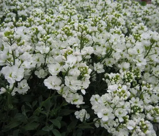 Arabis caucasica ‘Snowfix’ - Caucasus Rock Cress, Alpine Rock Cress, Wall Rock Cress, Mountain Light - Image 7