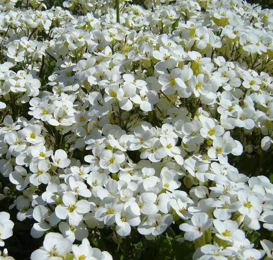 Arabis caucasica ‘Snowfix’ - Caucasus Rock Cress, Alpine Rock Cress, Wall Rock Cress, Mountain Light - Image 8