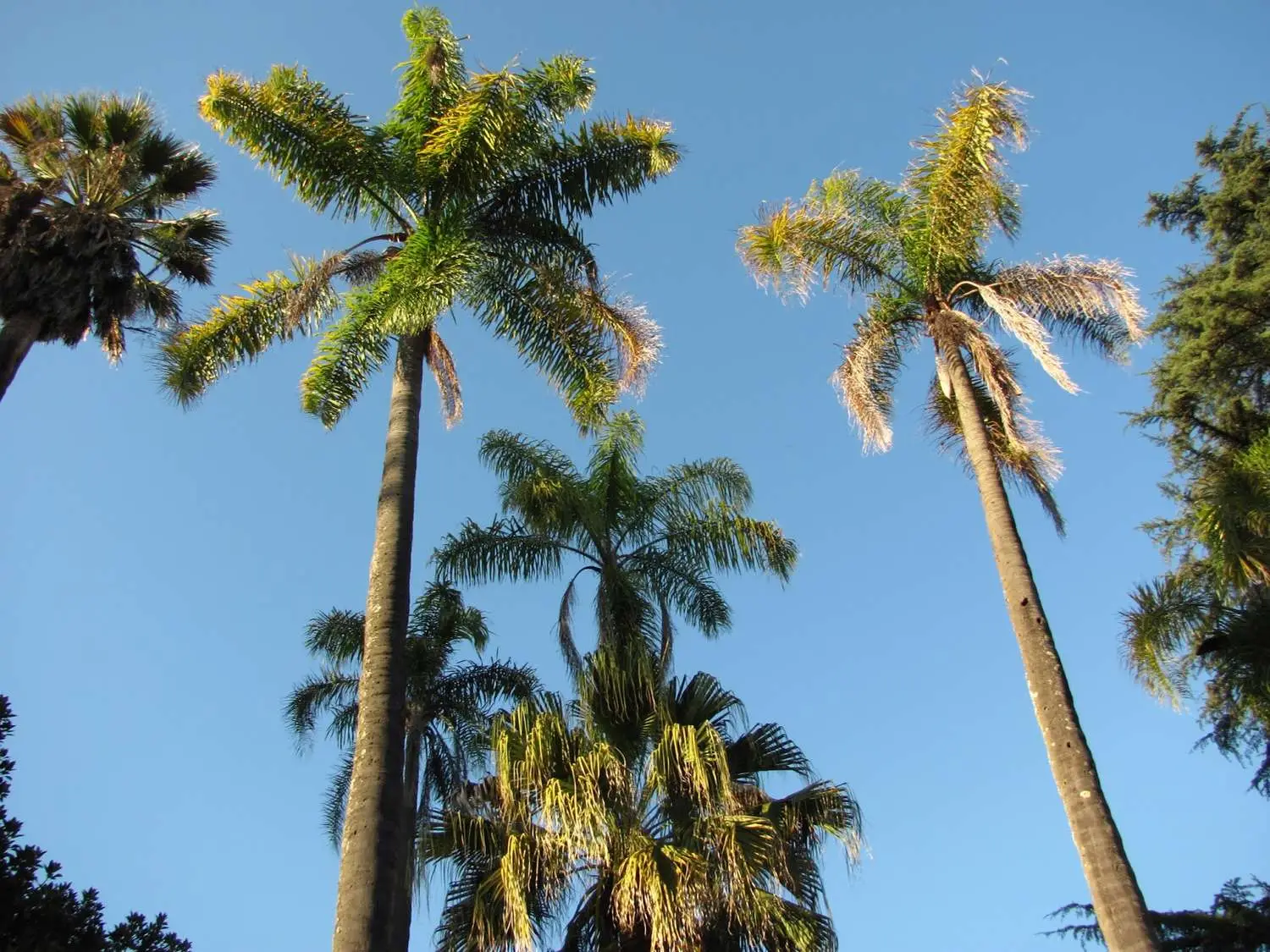 Archontophoenix cunninghamiana - Illawarra King, Bangalow Palm, King Palm, Illawara Palm, Piccabeen Palm - Image 2