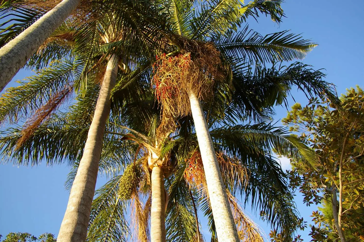 Archontophoenix cunninghamiana - Illawarra King, Bangalow Palm, King Palm, Illawara Palm, Piccabeen Palm - Image 3
