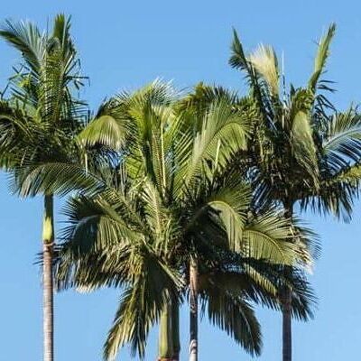 Archontophoenix cunninghamiana - Illawarra King, Bangalow Palm, King Palm, Illawara Palm, Piccabeen Palm