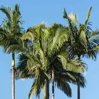 Archontophoenix cunninghamiana - Illawarra King, Bangalow Palm, King Palm, Illawara Palm, Piccabeen Palm