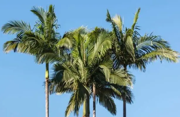 Archontophoenix cunninghamiana - Illawarra King, Bangalow Palm, King Palm, Illawara Palm, Piccabeen Palm