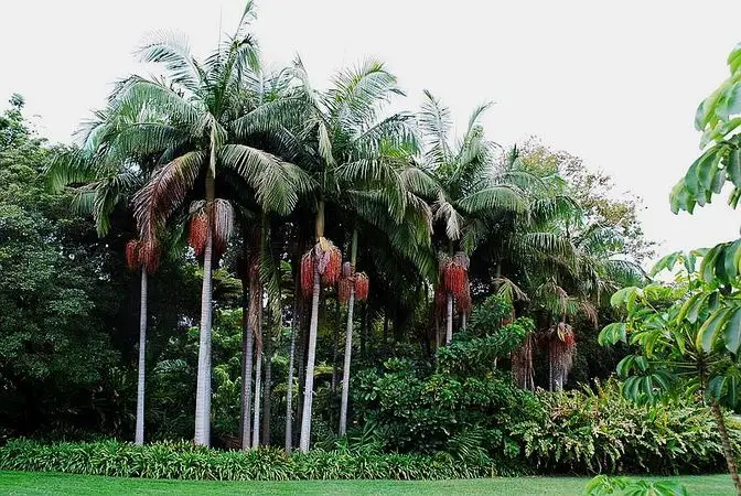 Archontophoenix cunninghamiana - Illawarra King, Bangalow Palm, King Palm, Illawara Palm, Piccabeen Palm - Image 6