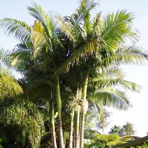 Archontophoenix cunninghamiana - Illawarra King, Bangalow Palm, King Palm, Illawara Palm, Piccabeen Palm - Image 7