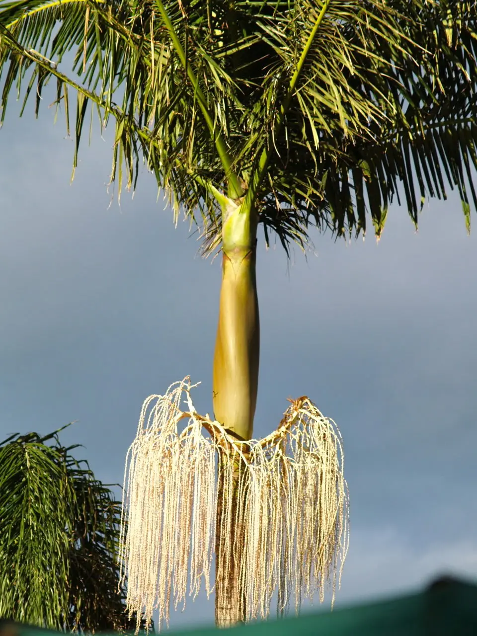 Archontophoenix cunninghamiana - Illawarra King, Bangalow Palm, King Palm, Illawara Palm, Piccabeen Palm - Image 9