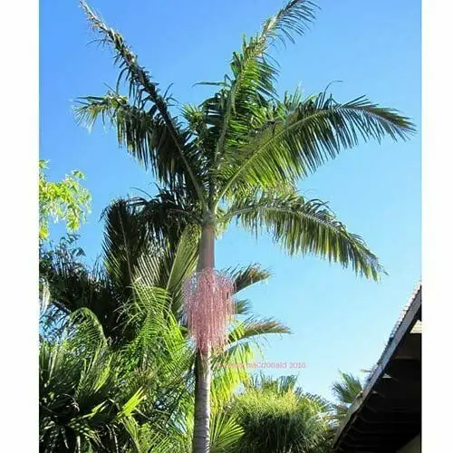 Archontophoenix cunninghamiana - Illawarra King, Bangalow Palm, King Palm, Illawara Palm, Piccabeen Palm - Image 10