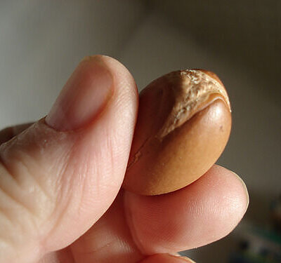 Argania spinosa - Argania, Argan