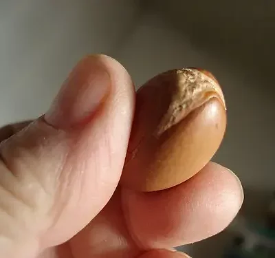 Argania spinosa - Argania, Argan