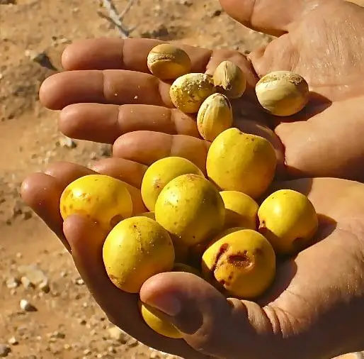 Argania spinosa - Argania, Argan - Image 2
