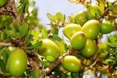 Argania spinosa - Argania, Argan - Image 3