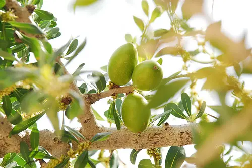 Argania spinosa - Argania, Argan - Image 6