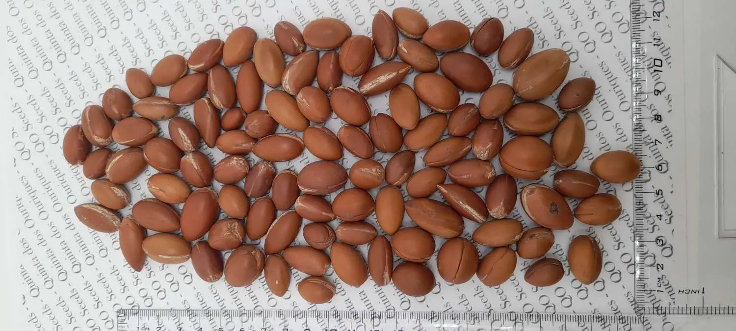 Argania spinosa - Argania, Argan - Image 7