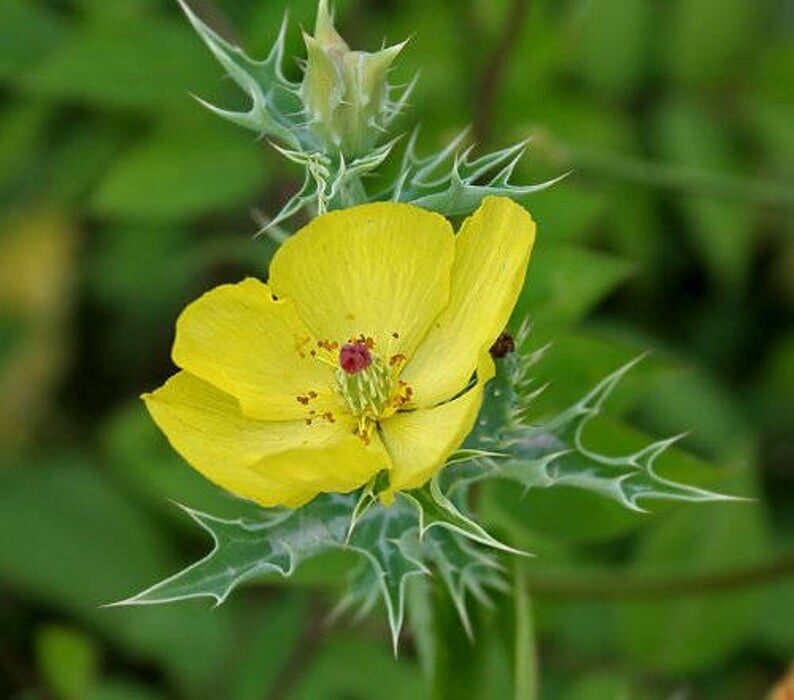 Argemone mexicana - Mexican Poppy, Mexican Prickly Poppy, Flowering Thistle, Cardo or Cardosanto