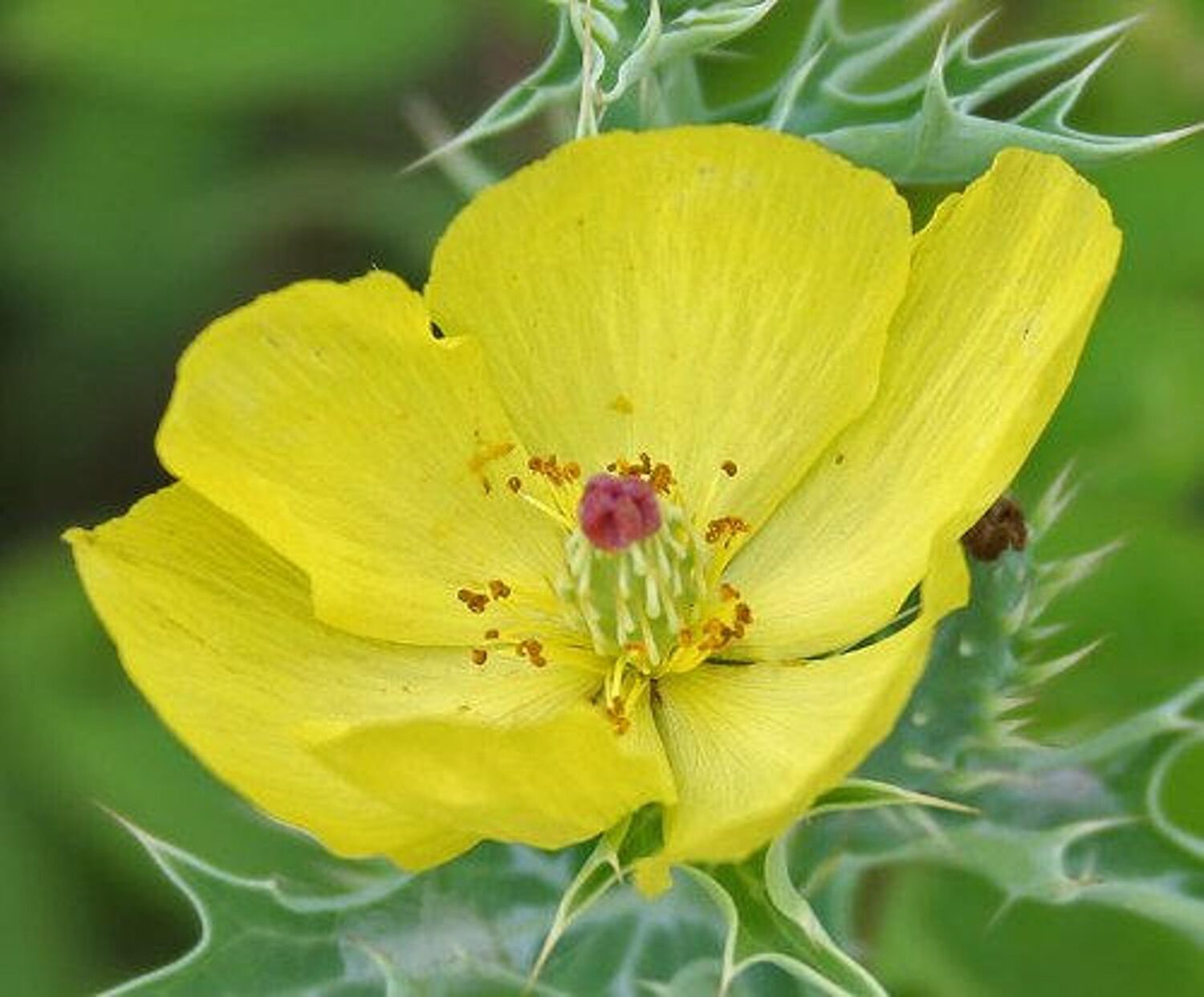 Argemone mexicana - Mexican Poppy, Mexican Prickly Poppy, Flowering Thistle, Cardo or Cardosanto - Image 5