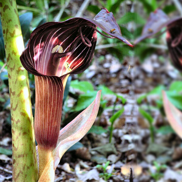 Arisaema speciosum - Double-Whip Cobra Lily