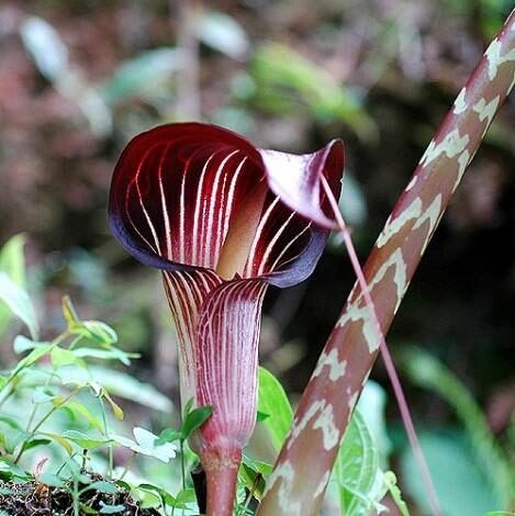 Arisaema speciosum - Double-Whip Cobra Lily - Image 3