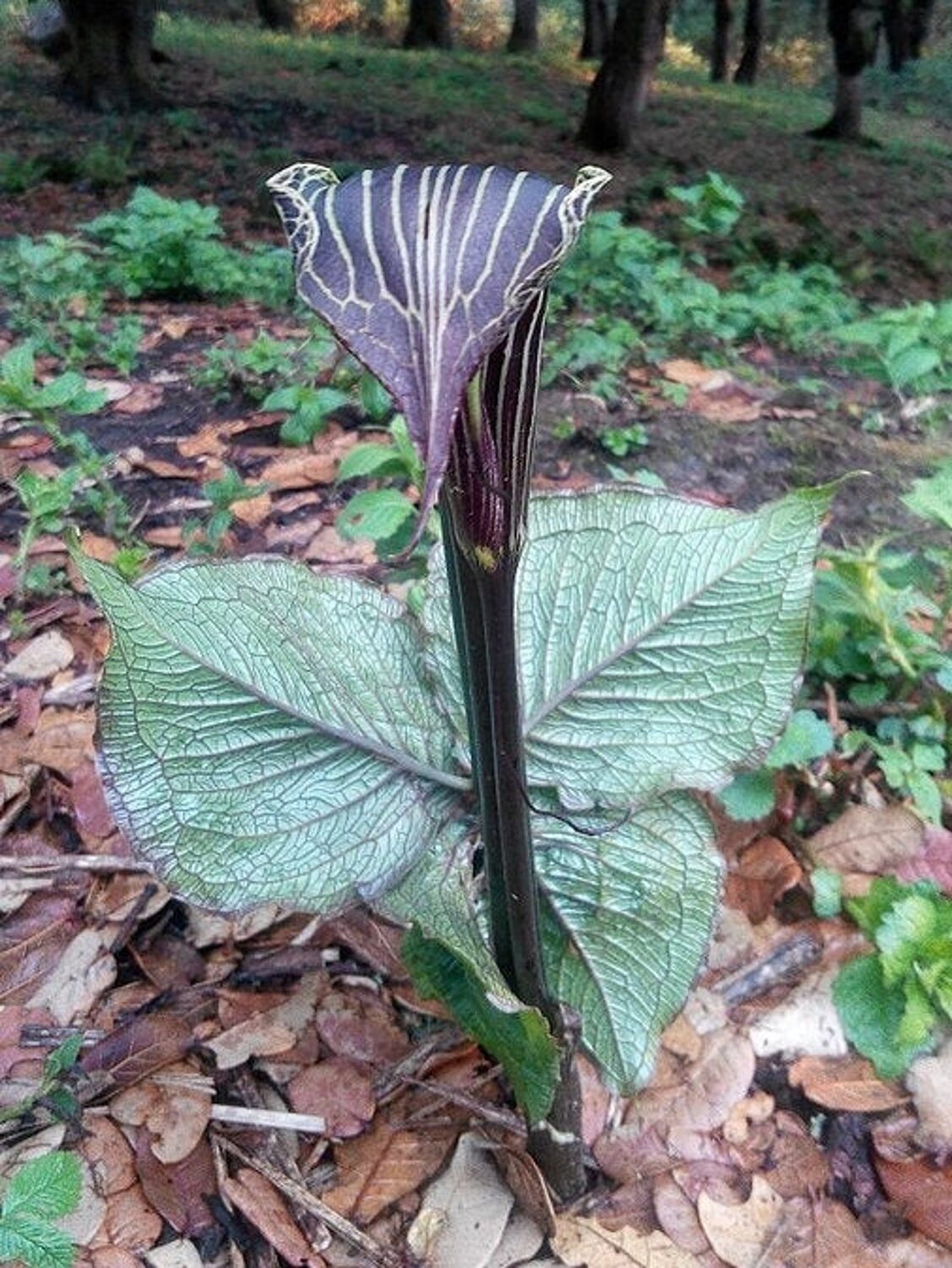 Arisaema speciosum - Double-Whip Cobra Lily - Image 6