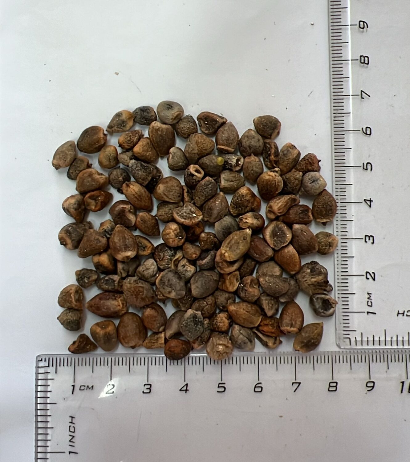 Arisaema speciosum - Double-Whip Cobra Lily - Image 7