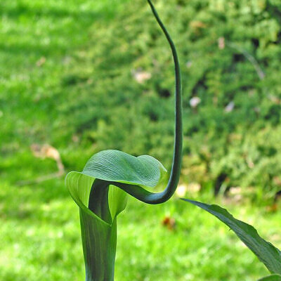Arisaema tortuosum - Whipcord Cobra Lily