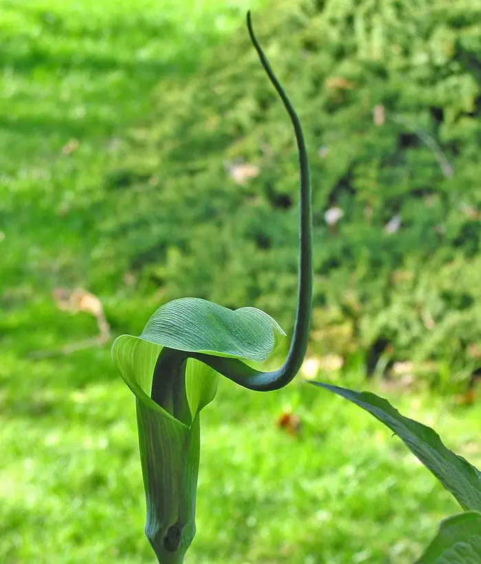 Arisaema tortuosum - Whipcord Cobra Lily