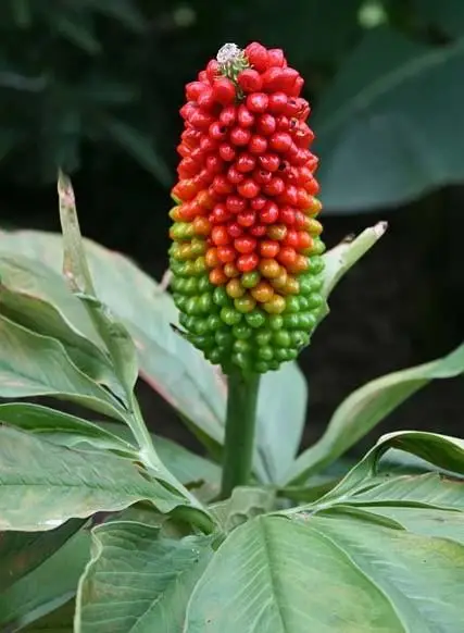 Arisaema tortuosum - Whipcord Cobra Lily - Image 2