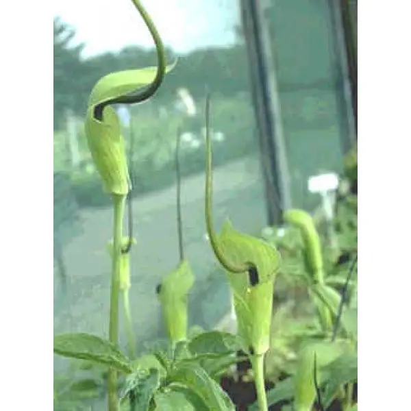Arisaema tortuosum - Whipcord Cobra Lily - Image 3