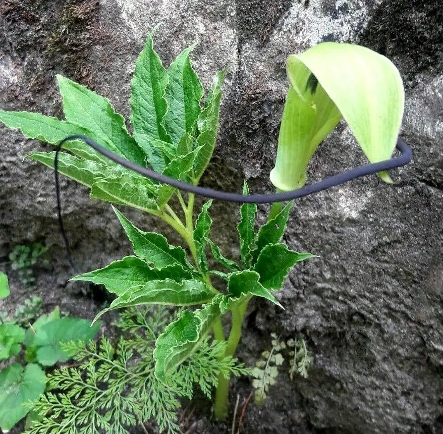 Arisaema tortuosum - Whipcord Cobra Lily - Image 4
