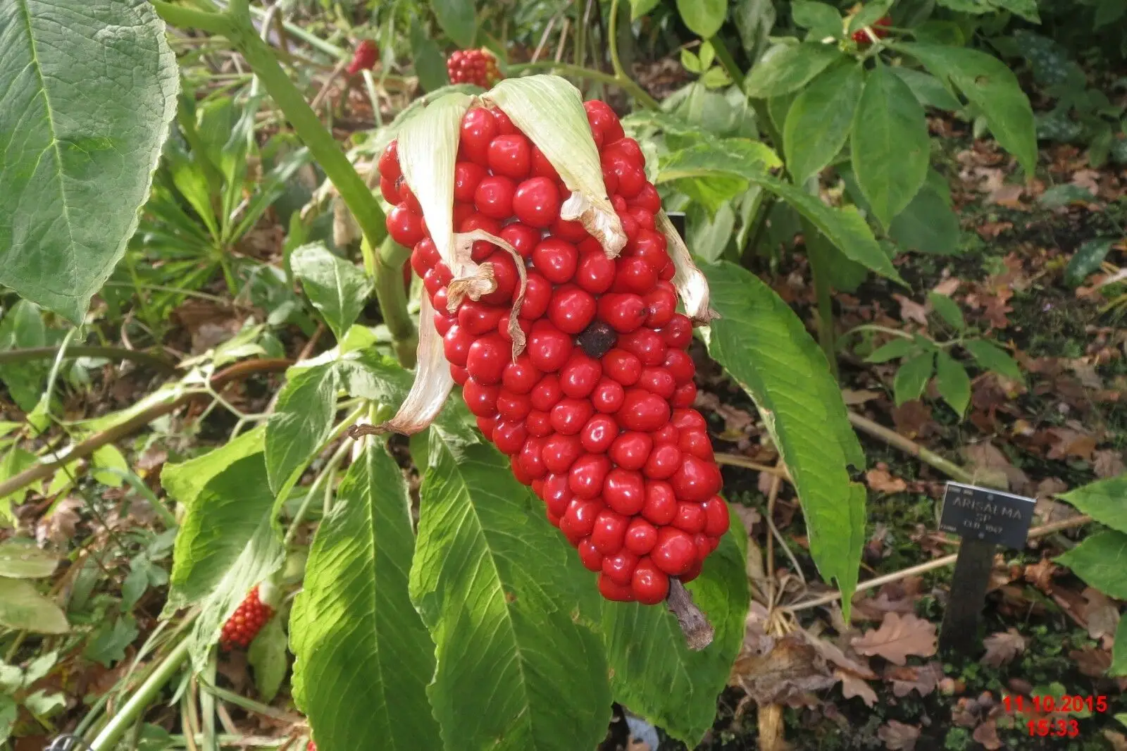 Arisaema tortuosum - Whipcord Cobra Lily - Image 5