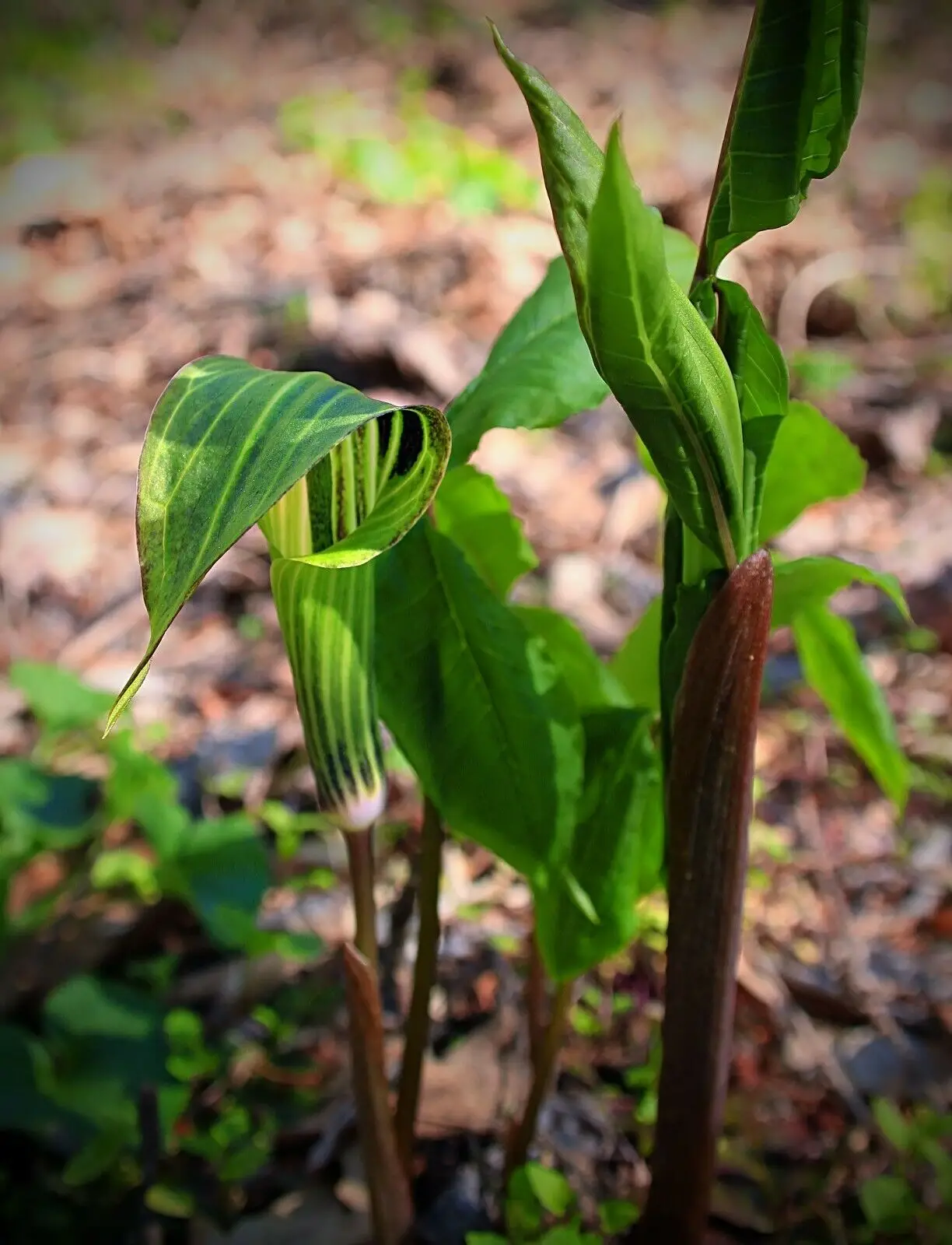 Arisaema tortuosum - Whipcord Cobra Lily - Image 6