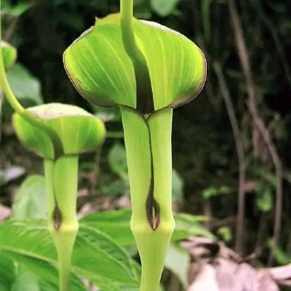 Arisaema tortuosum - Whipcord Cobra Lily - Image 7
