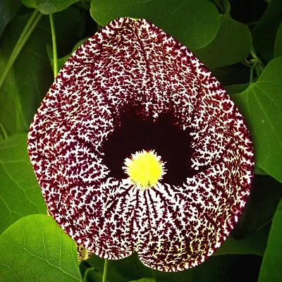 Aristolochia elegans - Dutchman's pipe