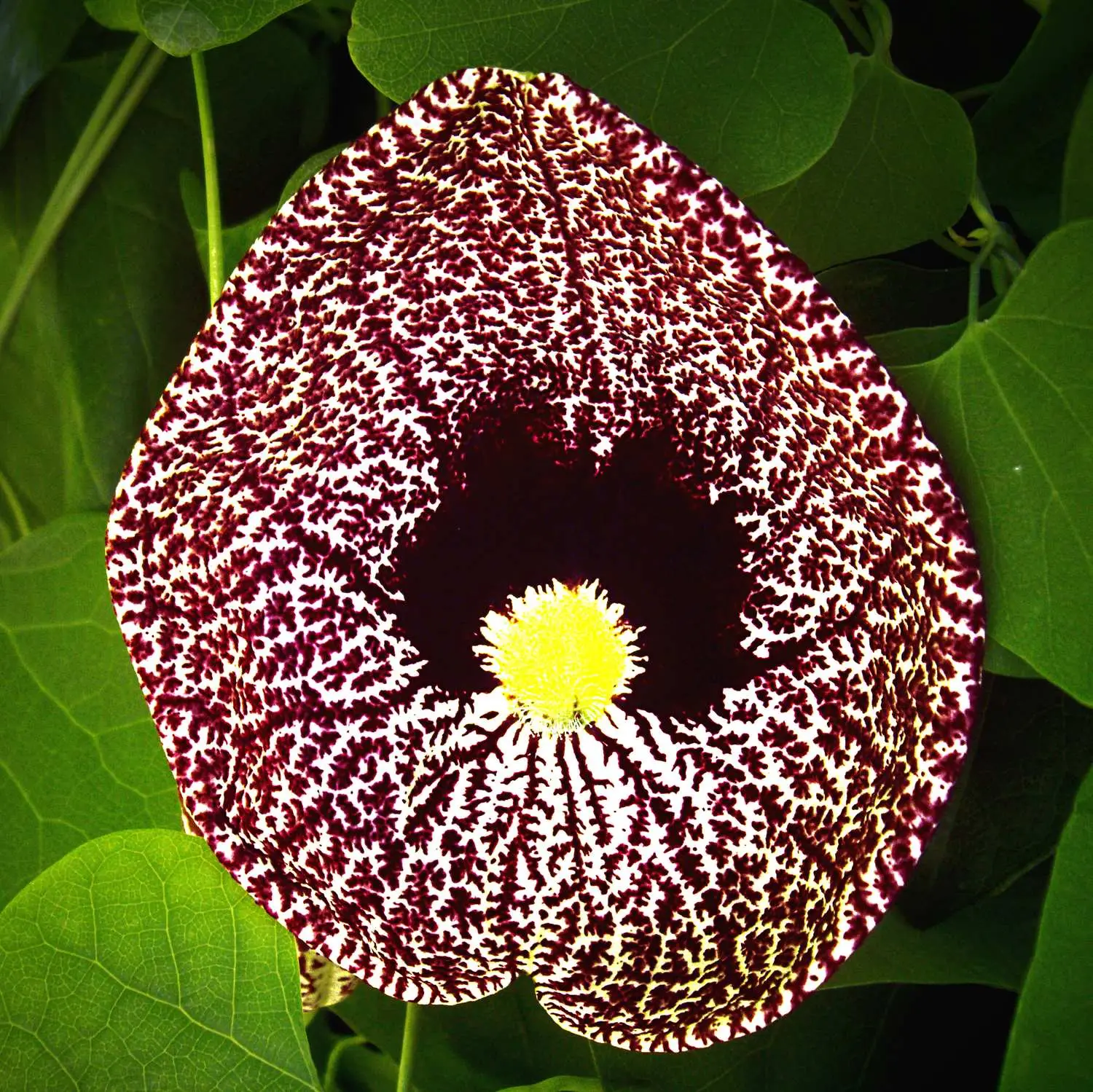 Aristolochia elegans - Dutchman's pipe