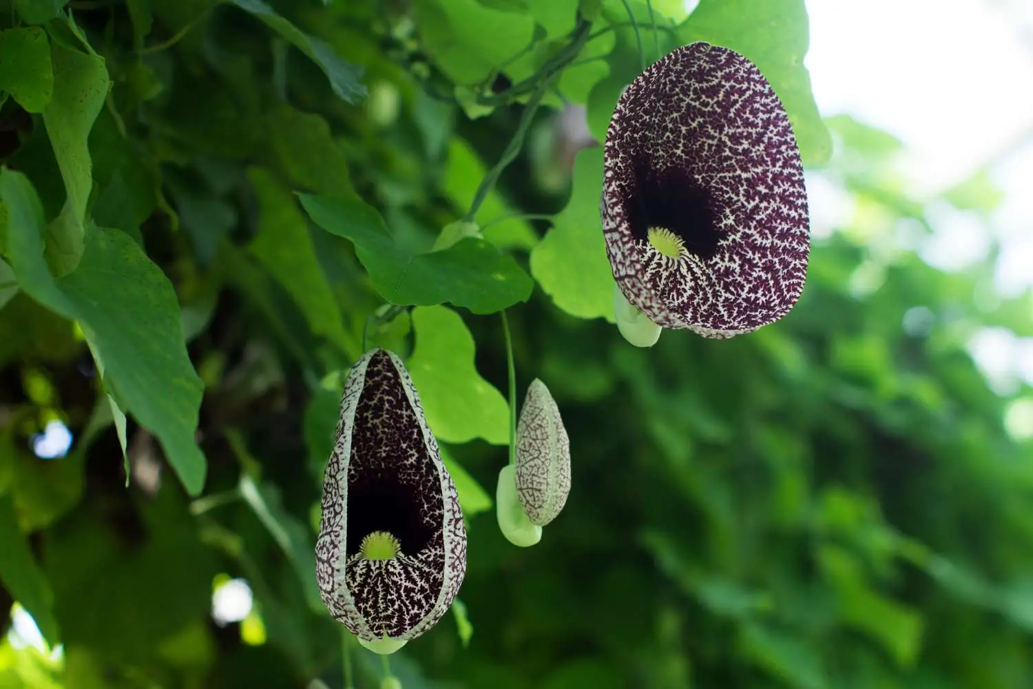 Aristolochia elegans - Dutchman's pipe - Image 2