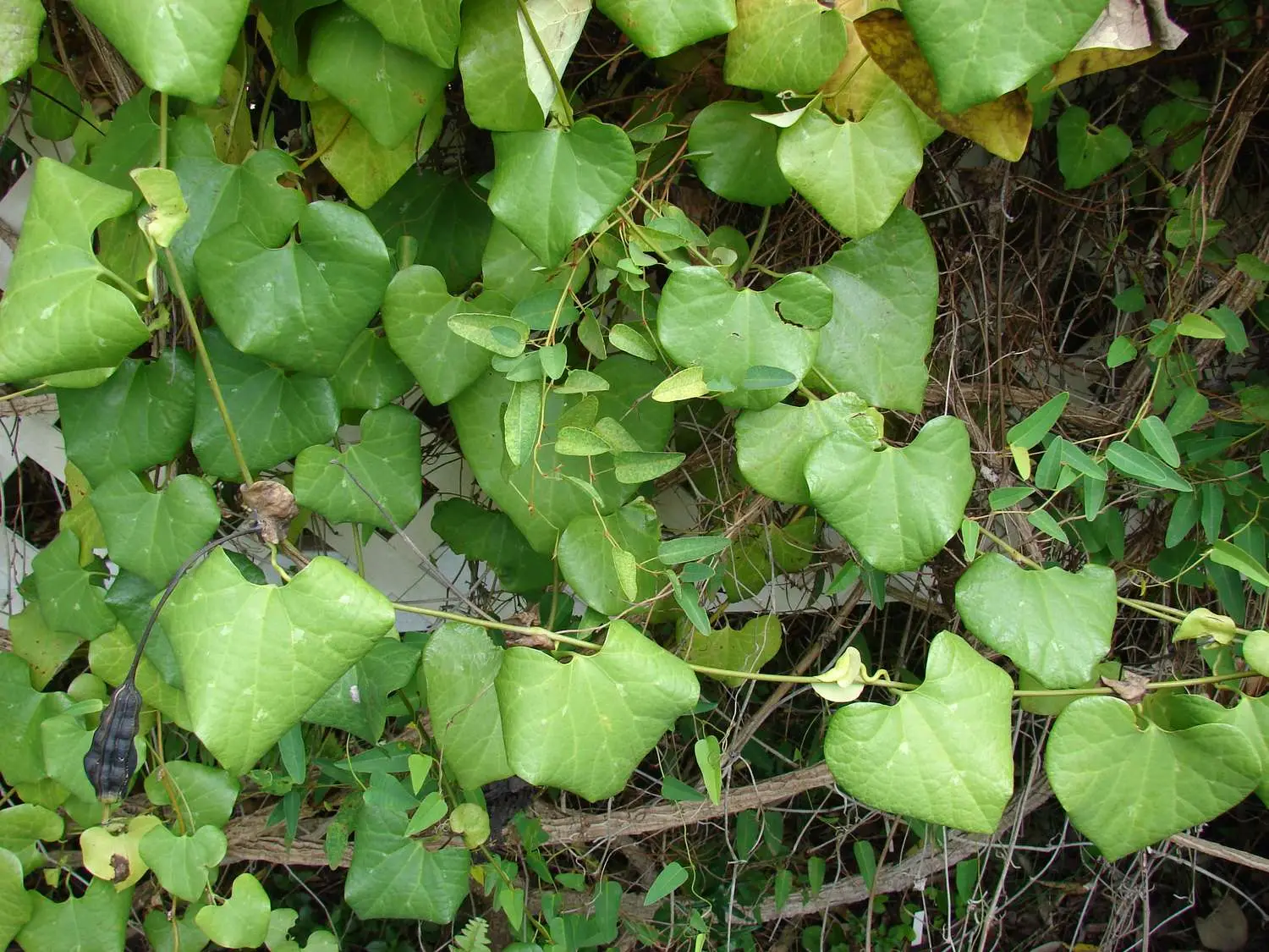 Aristolochia elegans - Dutchman's pipe - Image 3