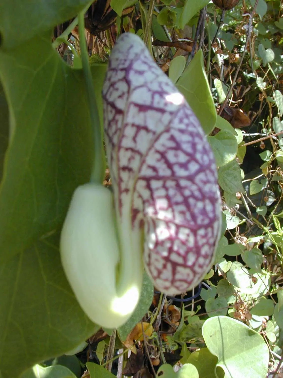 Aristolochia elegans - Dutchman's pipe - Image 4