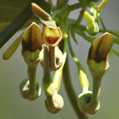 Aristolochia indica - Indian Birthwort, Duck Flower