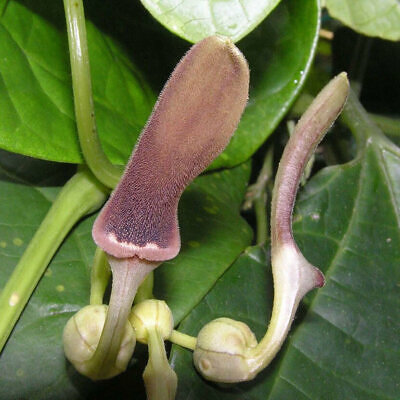Aristolochia tagala - Indian Birthwort, Dutchman's Pipe