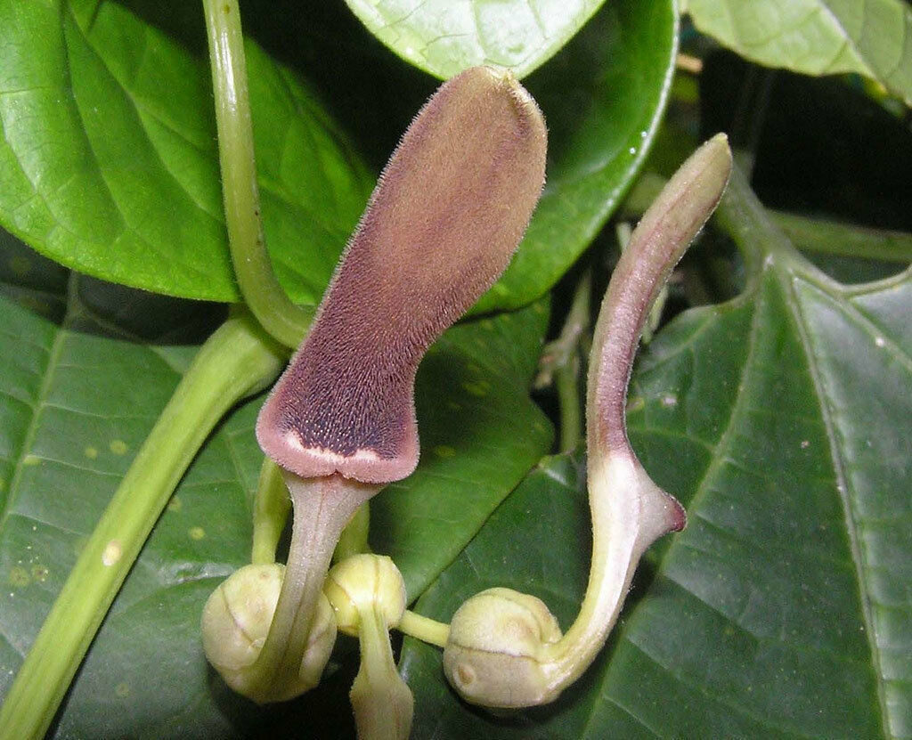 Aristolochia tagala - Indian Birthwort, Dutchman's Pipe