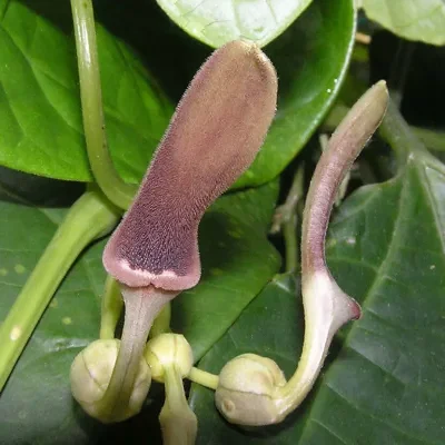 Aristolochia tagala - Indian Birthwort, Dutchman's Pipe